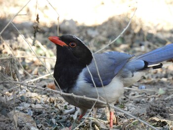 Wed, 2/2/2022 Birding report at 天壇公園(北京)