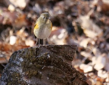 Red-flanked Bluetail 皆野町 Thu, 1/27/2022