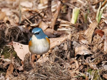 Red-flanked Bluetail 皆野町 Wed, 2/2/2022