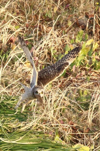 Short-eared Owl 熊谷市荒川河川敷 Sat, 1/29/2022