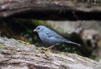 Grey Bunting Yanagisawa Pass Mon, 5/15/2017