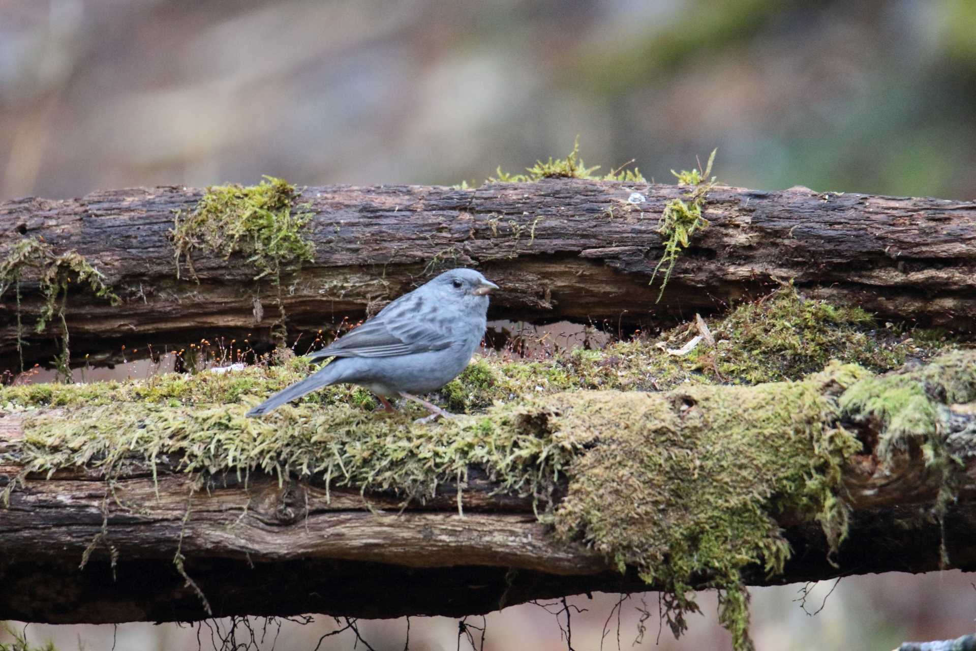 Photo of Grey Bunting at Yanagisawa Pass by マイク