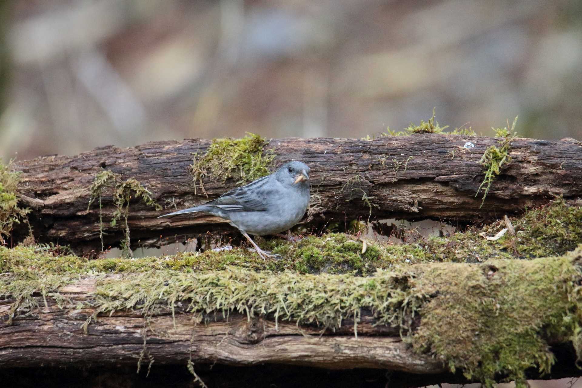 Photo of Grey Bunting at Yanagisawa Pass by マイク