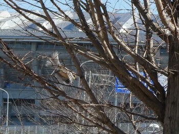 2022年1月31日(月) 新横浜公園の野鳥観察記録