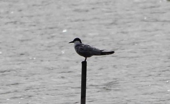 Whiskered Tern Isanuma Fri, 9/30/2016