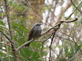 ヒヨドリ 光が丘公園 2022年2月1日(火)