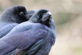 2022年2月3日(木) 大町自然観察園の野鳥観察記録