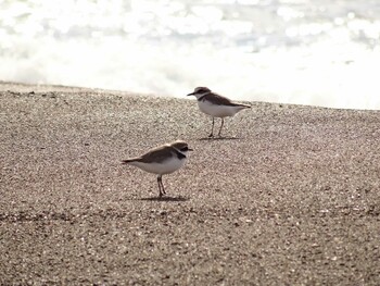 Kentish Plover 福井県福井市両橋屋町 Mon, 3/21/2016