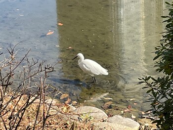 コサギ 日比谷公園 2022年2月2日(水)