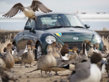 2022年1月29日(土) 伊豆沼の野鳥観察記録