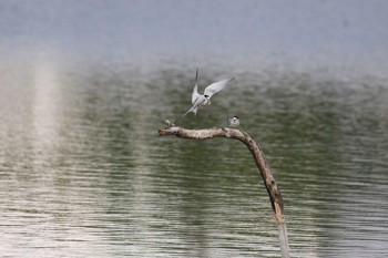 Little Tern Isanuma Mon, 6/12/2017