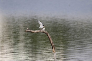 コアジサシ 場所が不明 2017年6月12日(月)