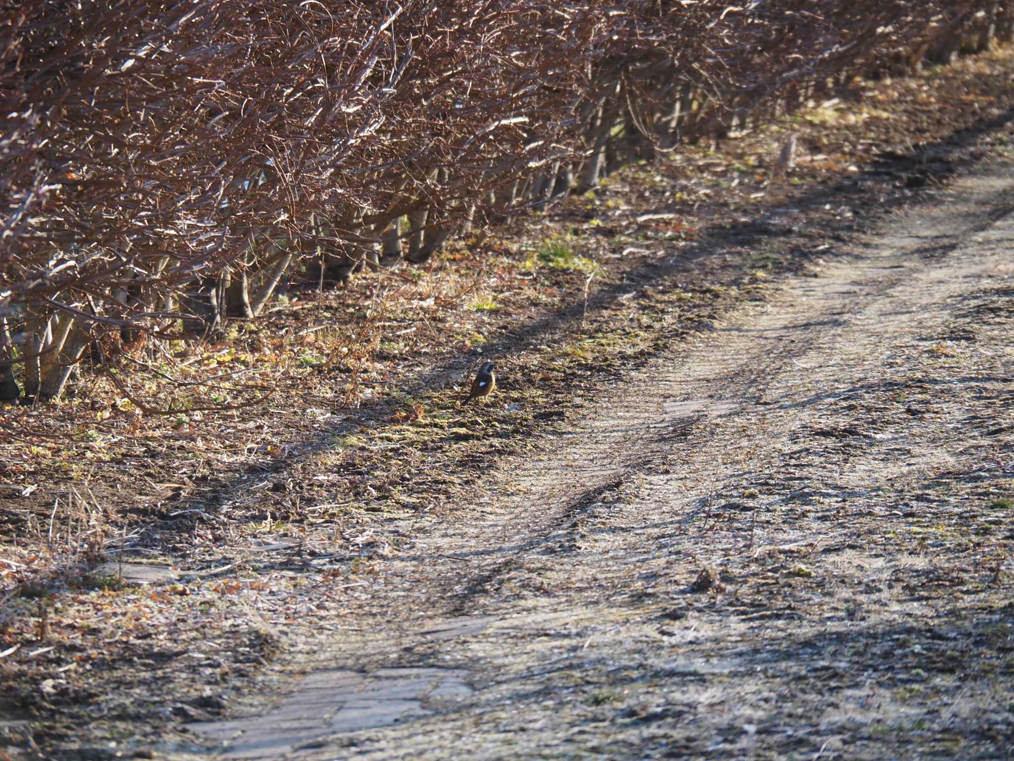 Photo of Daurian Redstart at Izunuma by 酉山探鳥浪漫奇譚【初期伝説集】