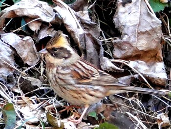 2022年2月3日(木) 多摩森林科学園の野鳥観察記録