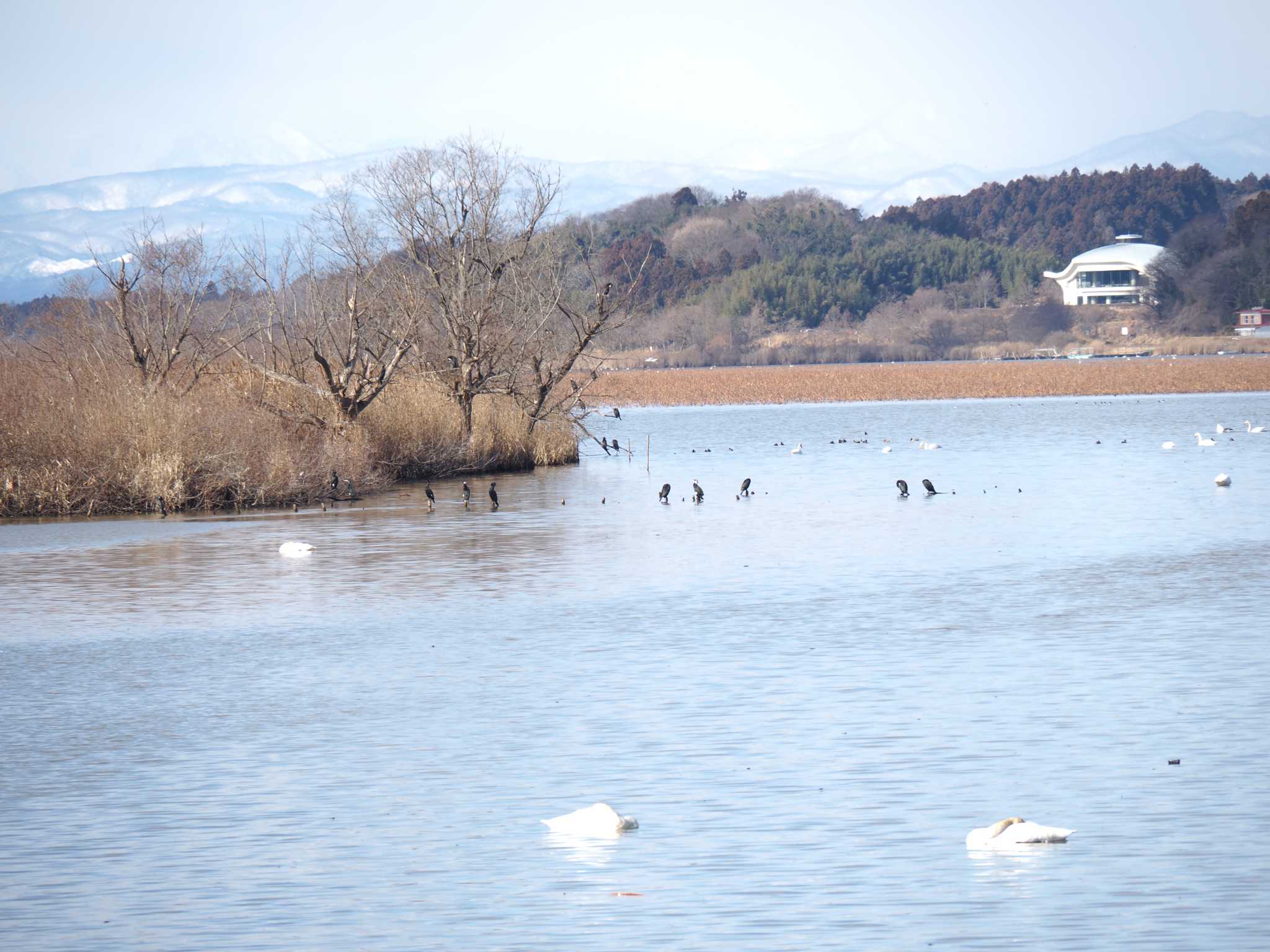 伊豆沼 カワウの写真 by 酉山探鳥浪漫奇譚【初期伝説集】