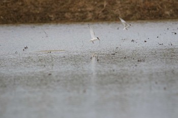 Little Tern Ishigaki Island Tue, 7/18/2017