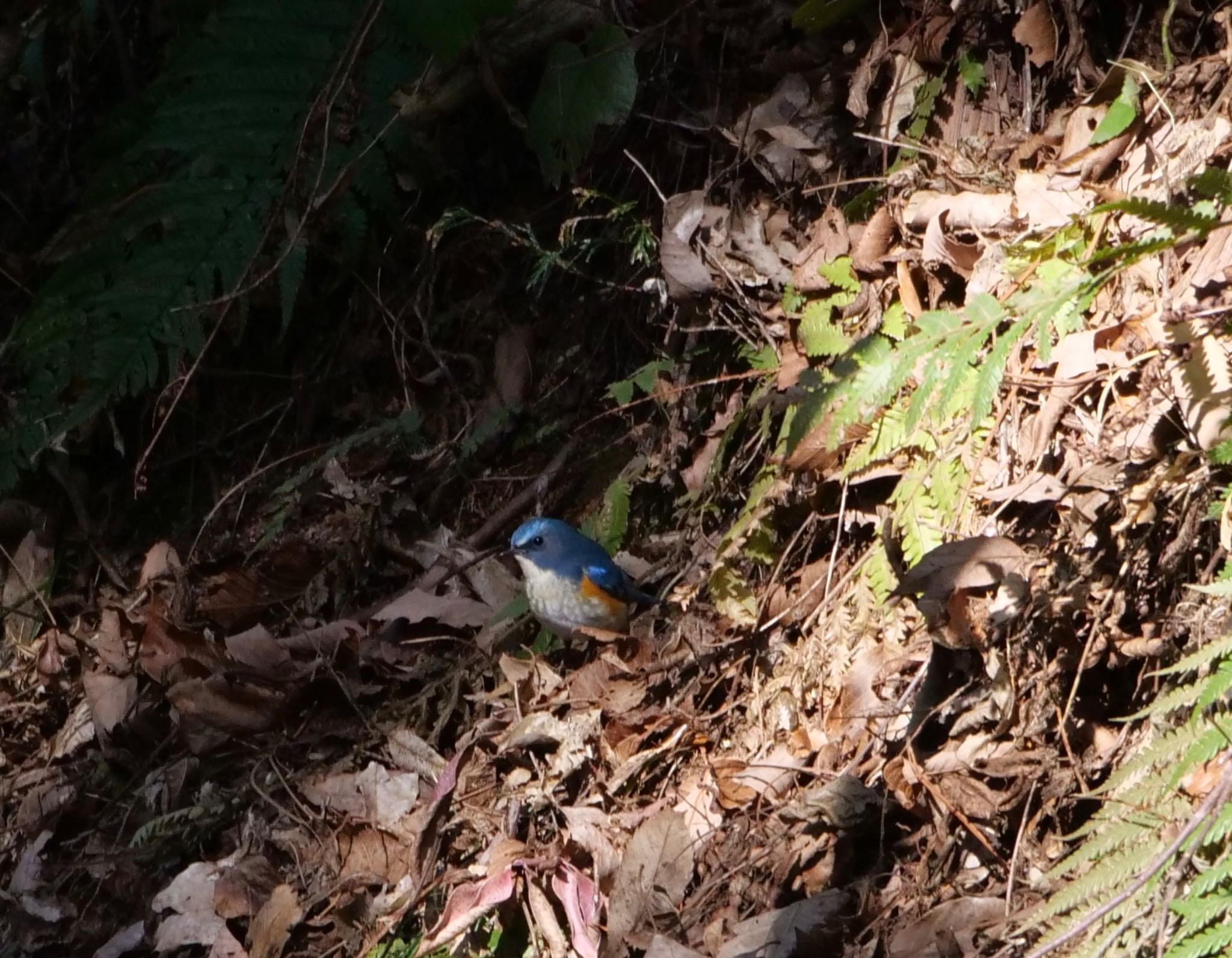 Red-flanked Bluetail