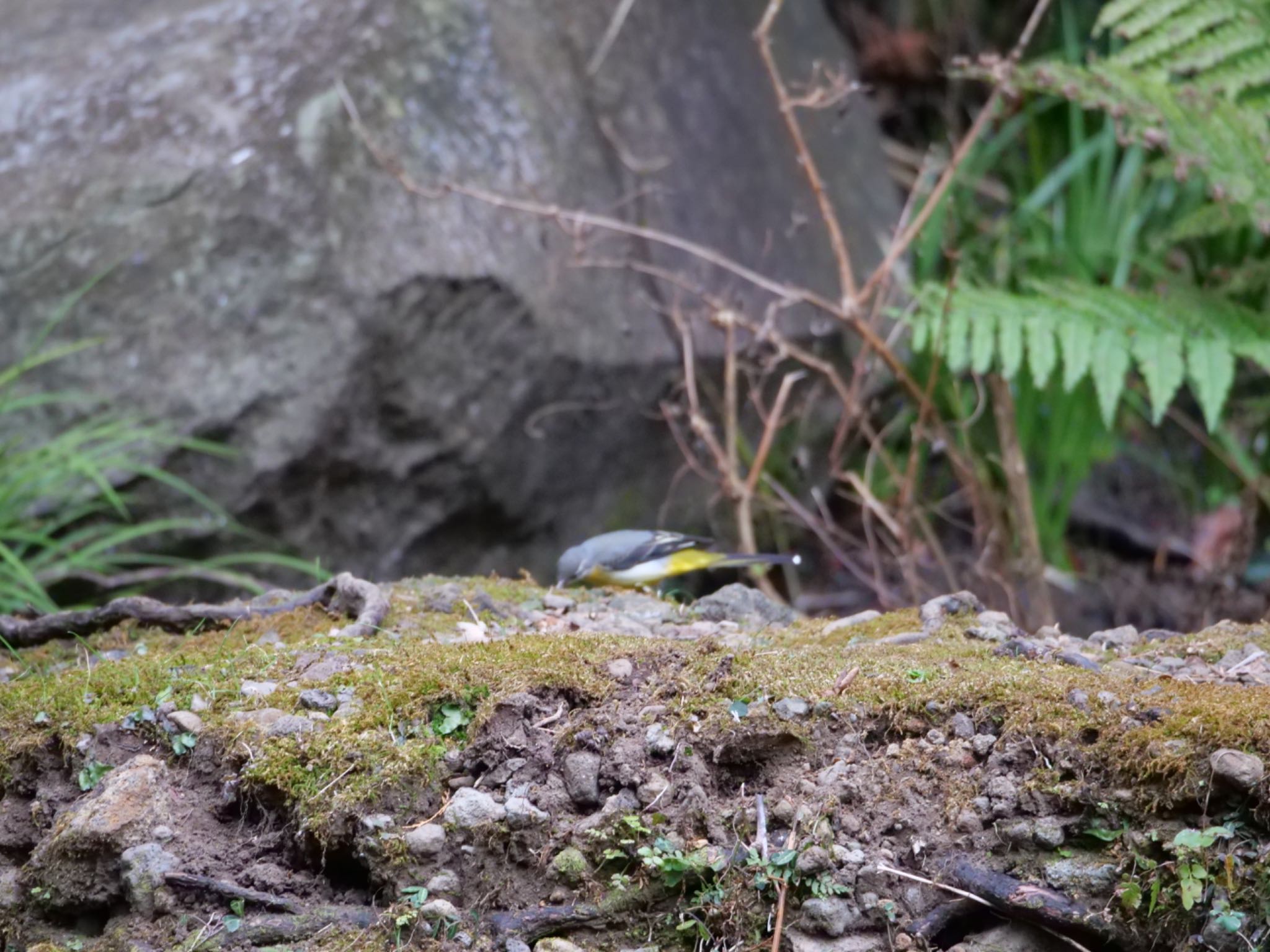 Grey Wagtail