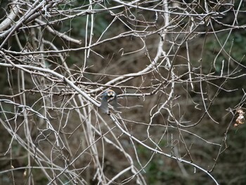 Varied Tit 駿河平自然公園 Thu, 2/3/2022