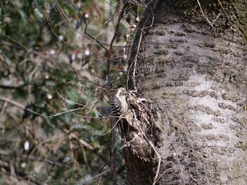 Japanese Pygmy Woodpecker 駿河平自然公園 Thu, 2/3/2022