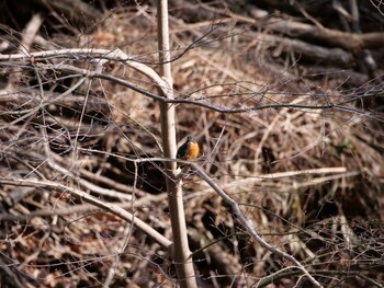 Common Kingfisher 駿河平自然公園 Thu, 2/3/2022