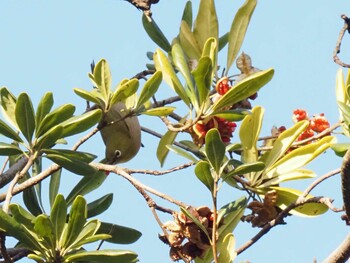 2022年1月3日(月) 大阪南港野鳥園の野鳥観察記録