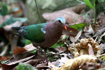 キンバト トムソン自然公園 2022年2月3日(木)