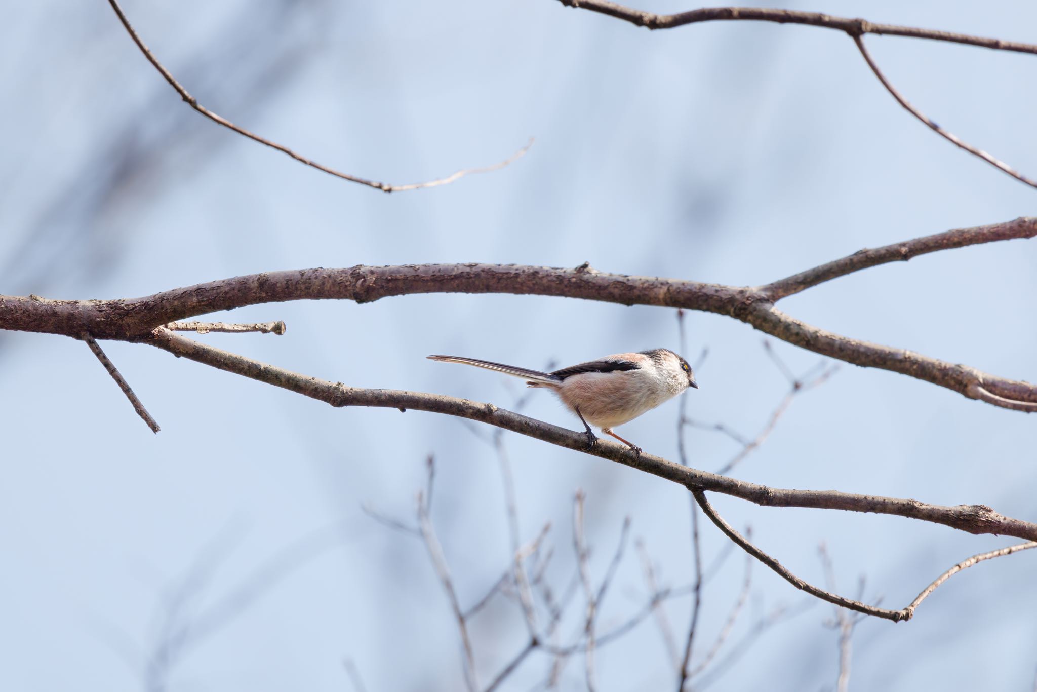 Long-tailed Tit