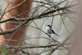 Fri, 1/28/2022 Birding report at 日本ラインうぬまの森