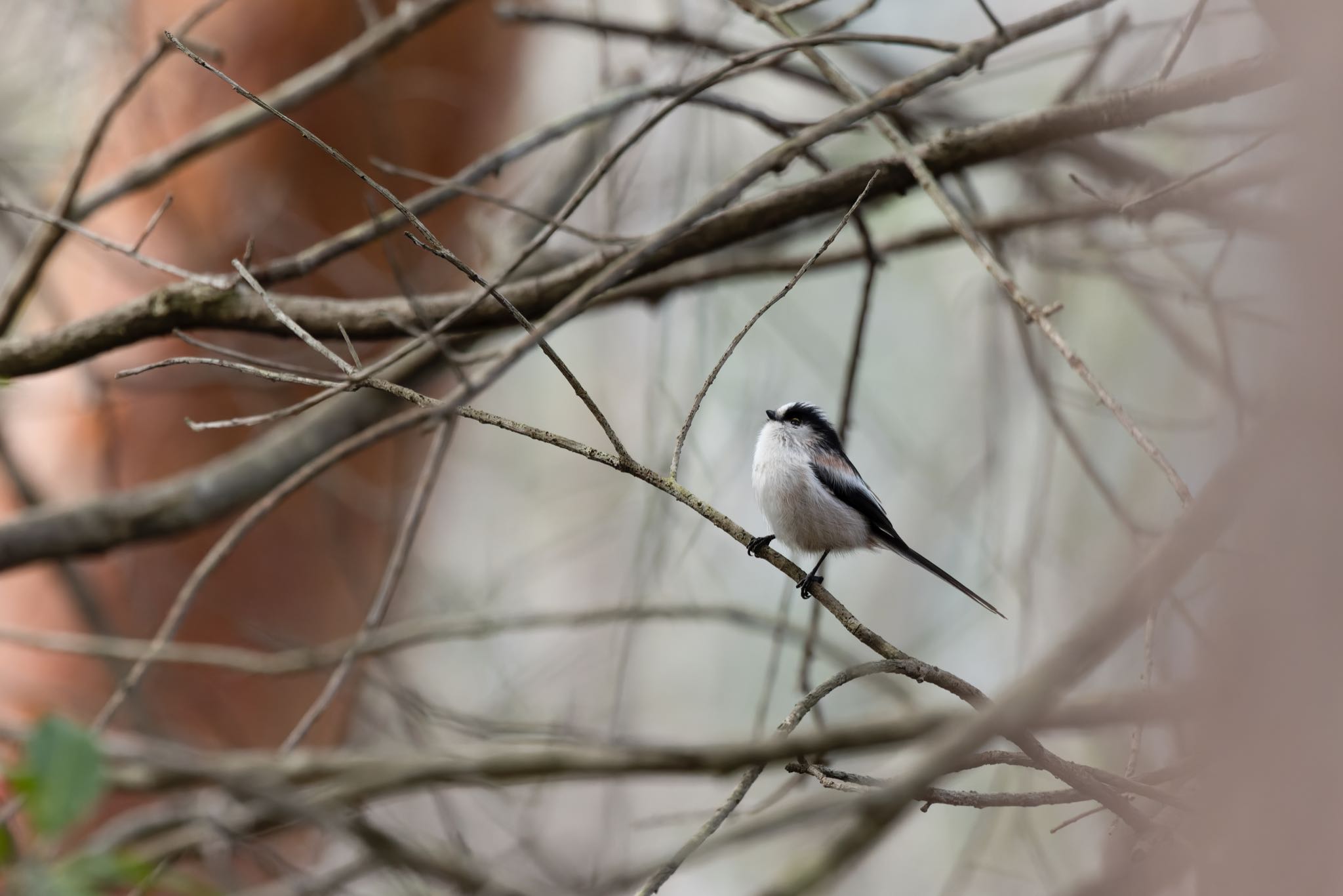 Long-tailed Tit