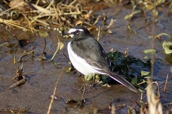 2022年2月3日(木) 21世紀の森と広場(千葉県松戸市)の野鳥観察記録