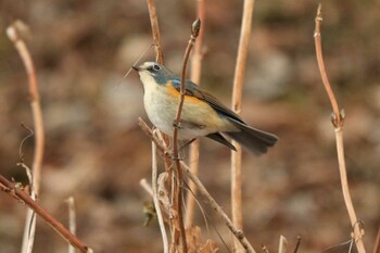 2022年1月8日(土) 薬師池公園の野鳥観察記録