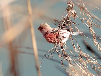 Siberian Long-tailed Rosefinch 多々良沼 Thu, 2/3/2022