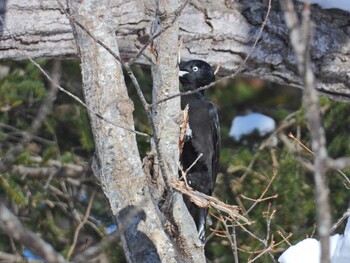 Black Woodpecker 大沼公園(北海道七飯町) Wed, 2/2/2022