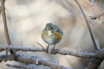 ルリビタキ 北本自然観察公園 2022年2月3日(木)