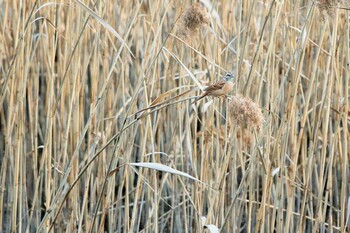 Meadow Bunting Kasai Rinkai Park Thu, 2/3/2022