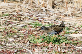 Brown-cheeked Rail Kasai Rinkai Park Thu, 2/3/2022