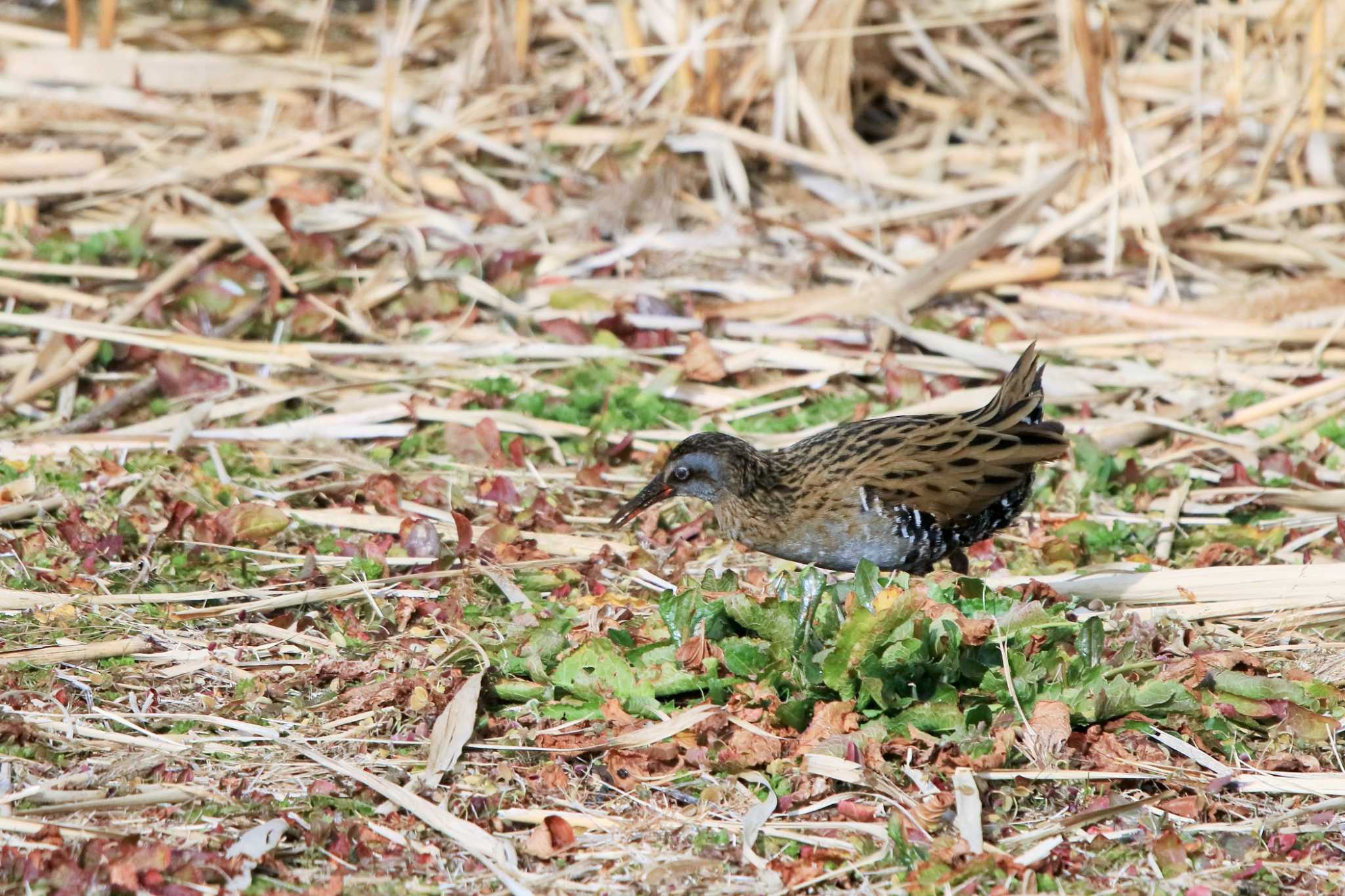 Photo of Brown-cheeked Rail at Kasai Rinkai Park by てれすこ