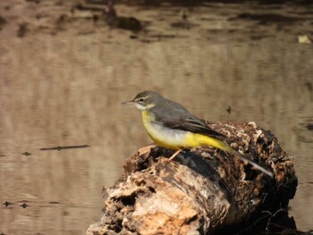 Grey Wagtail 横須賀 Thu, 2/3/2022