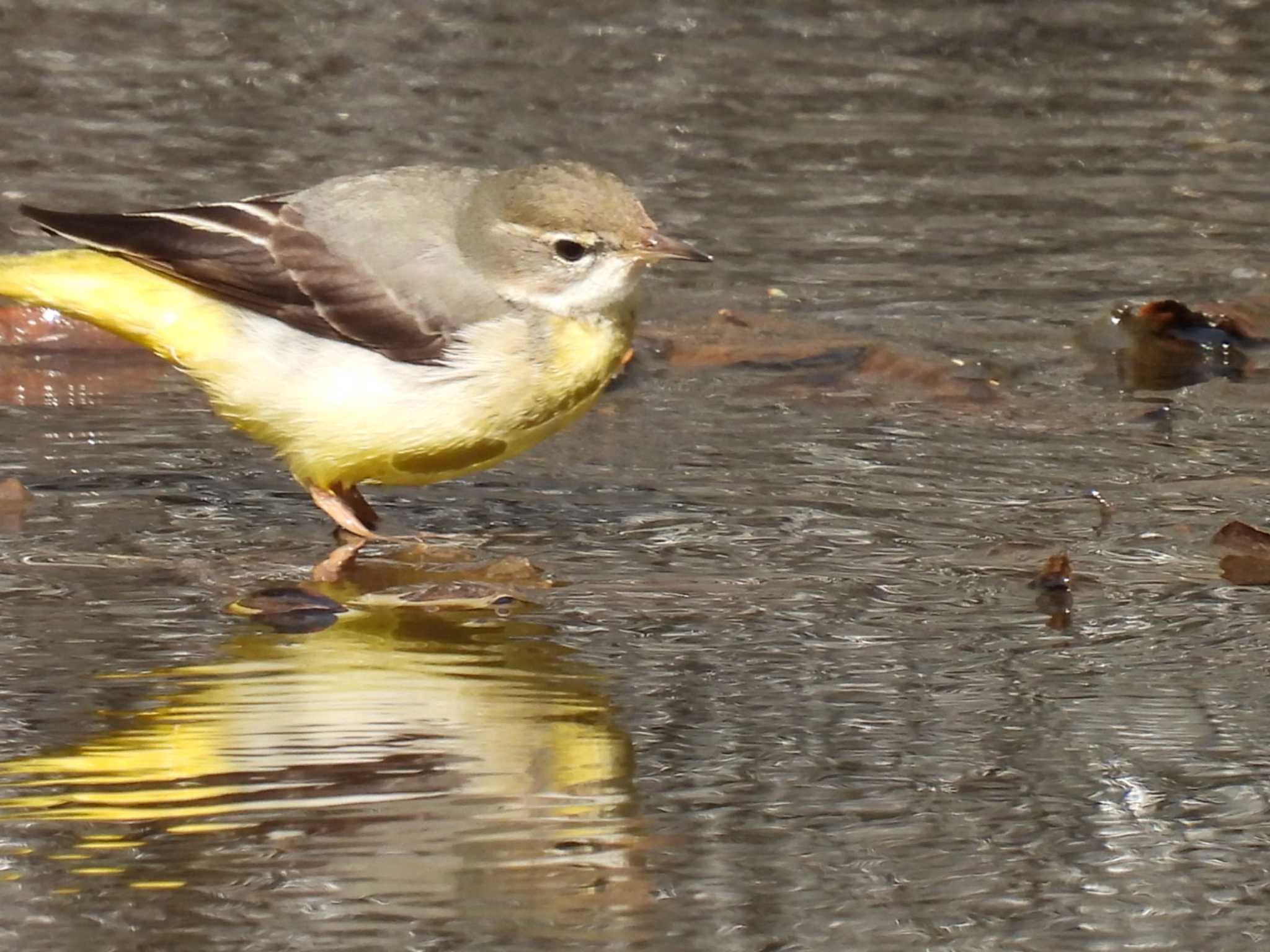 Photo of Grey Wagtail at 横須賀 by カズー