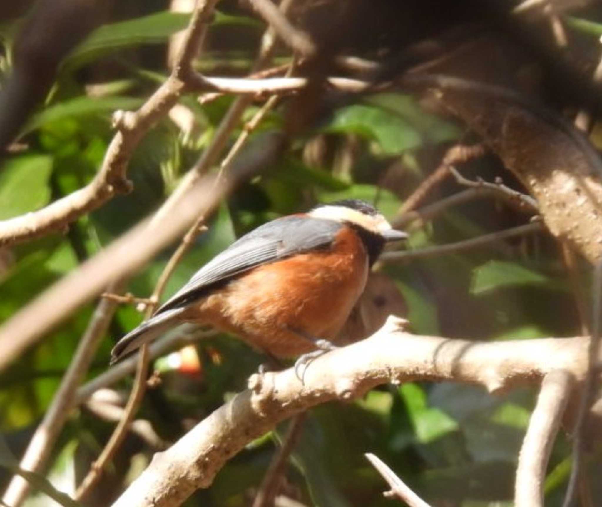 Varied Tit