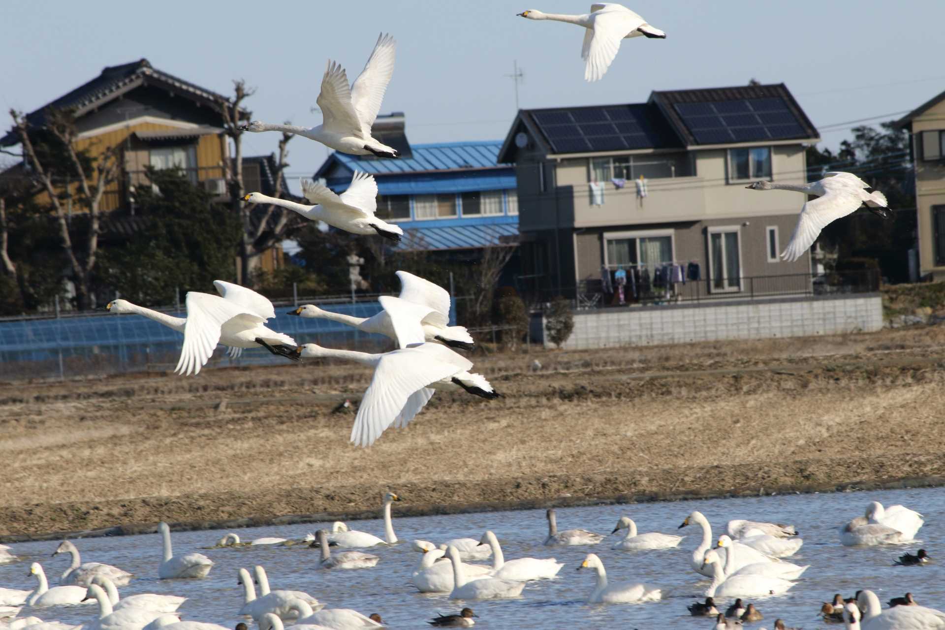 本埜村白鳥の郷 コハクチョウの写真 by マイク