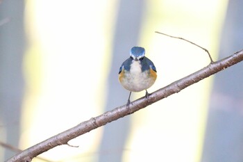 ルリビタキ 小山田緑地公園 2022年2月3日(木)