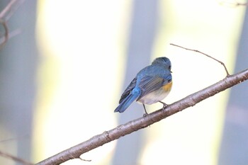 ルリビタキ 小山田緑地公園 2022年2月3日(木)