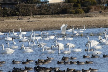 コハクチョウ 本埜村白鳥の郷 2017年1月23日(月)