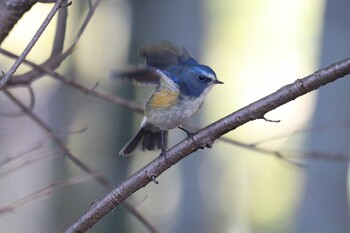 ルリビタキ 小山田緑地公園 2022年2月3日(木)