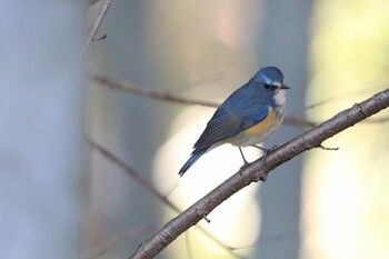 ルリビタキ 小山田緑地公園 2022年2月3日(木)