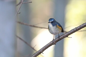 ルリビタキ 小山田緑地公園 2022年2月3日(木)