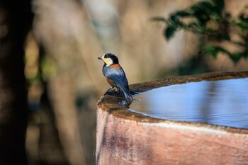 Varied Tit 権現山(弘法山公園) Thu, 2/3/2022