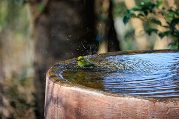 Warbling White-eye 権現山(弘法山公園) Thu, 2/3/2022